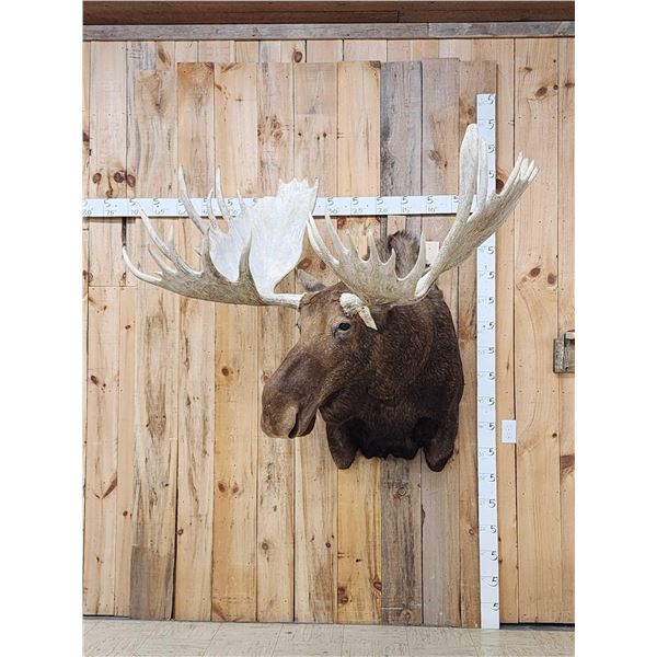 GIANT Alaskan Moose Shoulder Mount Taxidermy