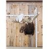 Image 1 : GIANT Alaskan Moose Shoulder Mount Taxidermy