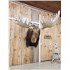 Image 2 : GIANT Alaskan Moose Shoulder Mount Taxidermy