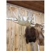Image 3 : GIANT Alaskan Moose Shoulder Mount Taxidermy