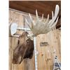 Image 4 : GIANT Alaskan Moose Shoulder Mount Taxidermy