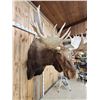 Image 6 : GIANT Alaskan Moose Shoulder Mount Taxidermy