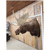 Image 7 : GIANT Alaskan Moose Shoulder Mount Taxidermy