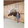 Image 8 : GIANT Alaskan Moose Shoulder Mount Taxidermy