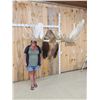 Image 9 : GIANT Alaskan Moose Shoulder Mount Taxidermy