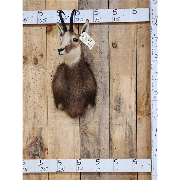 Alpine Chamois Shoulder Mount Taxidermy