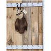 Image 1 : Alpine Chamois Shoulder Mount Taxidermy