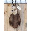 Image 2 : Alpine Chamois Shoulder Mount Taxidermy
