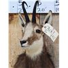 Image 3 : Alpine Chamois Shoulder Mount Taxidermy