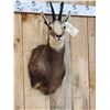 Image 4 : Alpine Chamois Shoulder Mount Taxidermy