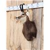 Image 5 : Alpine Chamois Shoulder Mount Taxidermy