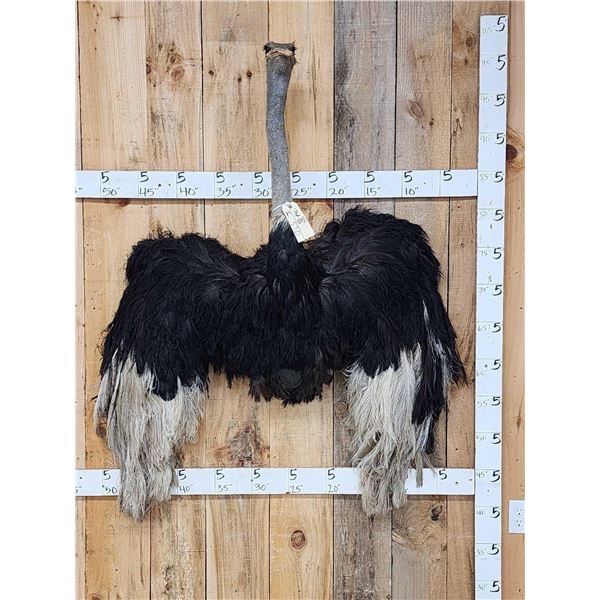 African Ostrich Shoulder Mount Bird Taxidermy