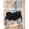 Image 2 : African Ostrich Shoulder Mount Bird Taxidermy