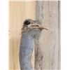 Image 4 : African Ostrich Shoulder Mount Bird Taxidermy