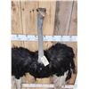 Image 5 : African Ostrich Shoulder Mount Bird Taxidermy