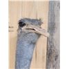 Image 6 : African Ostrich Shoulder Mount Bird Taxidermy