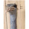 Image 7 : African Ostrich Shoulder Mount Bird Taxidermy