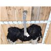 Image 8 : African Ostrich Shoulder Mount Bird Taxidermy