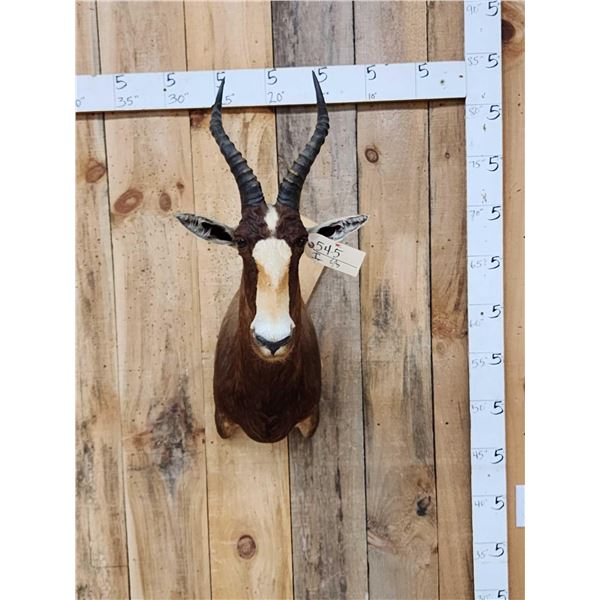 African Blesbok Shoulder Mount Taxidermy
