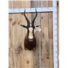 Image 1 : African Blesbok Shoulder Mount Taxidermy