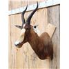 Image 2 : African Blesbok Shoulder Mount Taxidermy