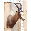 Image 3 : African Blesbok Shoulder Mount Taxidermy