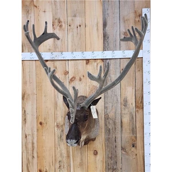 Extra Nice Caribou Shoulder Mount Taxidermy