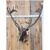 Image 1 : Extra Nice Caribou Shoulder Mount Taxidermy