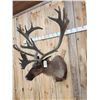 Image 2 : Extra Nice Caribou Shoulder Mount Taxidermy