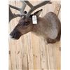 Image 3 : Extra Nice Caribou Shoulder Mount Taxidermy