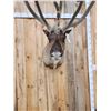 Image 4 : Extra Nice Caribou Shoulder Mount Taxidermy