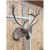 Image 5 : Extra Nice Caribou Shoulder Mount Taxidermy