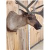 Image 6 : Extra Nice Caribou Shoulder Mount Taxidermy