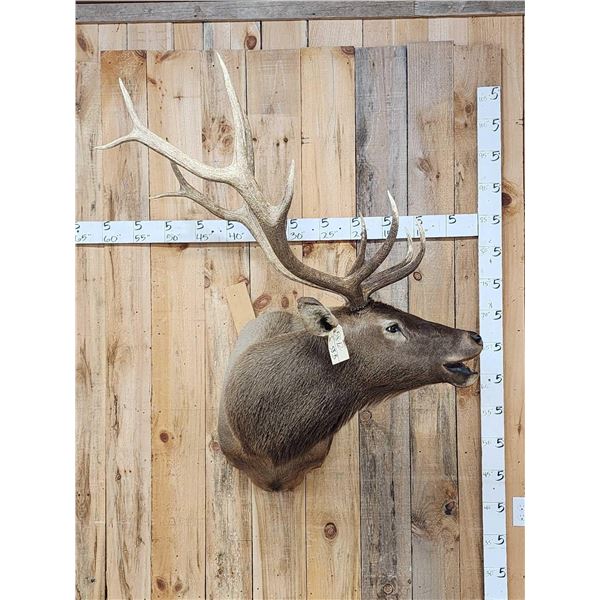 Bugling Elk Shoulder Mount Taxidermy