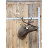Image 1 : Bugling Elk Shoulder Mount Taxidermy