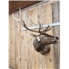 Image 2 : Bugling Elk Shoulder Mount Taxidermy