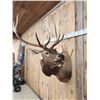 Image 3 : Bugling Elk Shoulder Mount Taxidermy