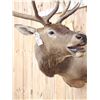 Image 4 : Bugling Elk Shoulder Mount Taxidermy