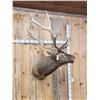 Image 6 : Bugling Elk Shoulder Mount Taxidermy
