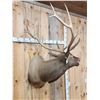 Image 7 : Bugling Elk Shoulder Mount Taxidermy
