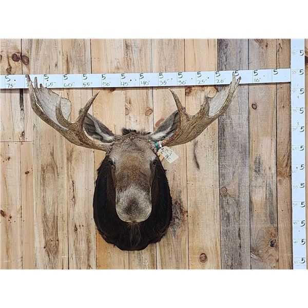 46" Wide Moose Shoulder Mount Taxidermy