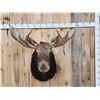 Image 1 : 46" Wide Moose Shoulder Mount Taxidermy