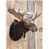 Image 2 : 46" Wide Moose Shoulder Mount Taxidermy