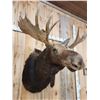 Image 3 : 46" Wide Moose Shoulder Mount Taxidermy