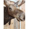 Image 4 : 46" Wide Moose Shoulder Mount Taxidermy