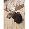 Image 5 : 46" Wide Moose Shoulder Mount Taxidermy