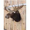 Image 6 : 46" Wide Moose Shoulder Mount Taxidermy