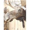 Image 7 : 46" Wide Moose Shoulder Mount Taxidermy