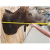 Image 8 : 46" Wide Moose Shoulder Mount Taxidermy