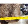 Image 9 : 46" Wide Moose Shoulder Mount Taxidermy